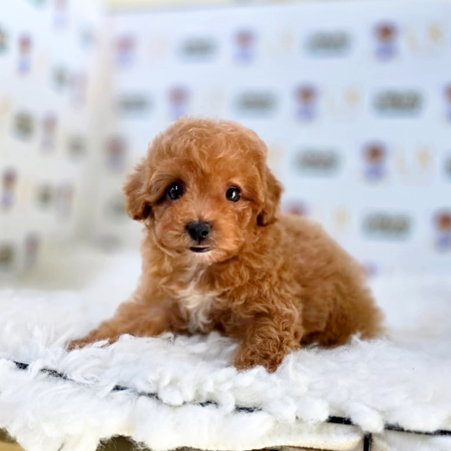 Maltipoo Puppy (Female) For Sale