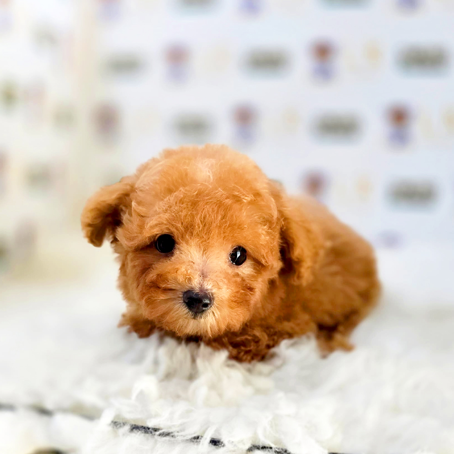 Maltipoo Puppy (Male) For Sale