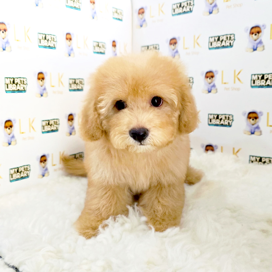 Maltipoo Puppy (Male) For Sale