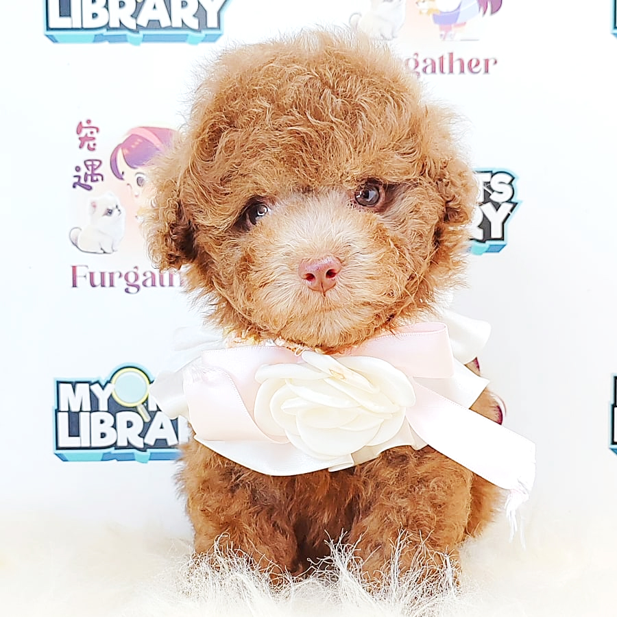 Tiny Toy Poodle Puppy (Male) For Sale