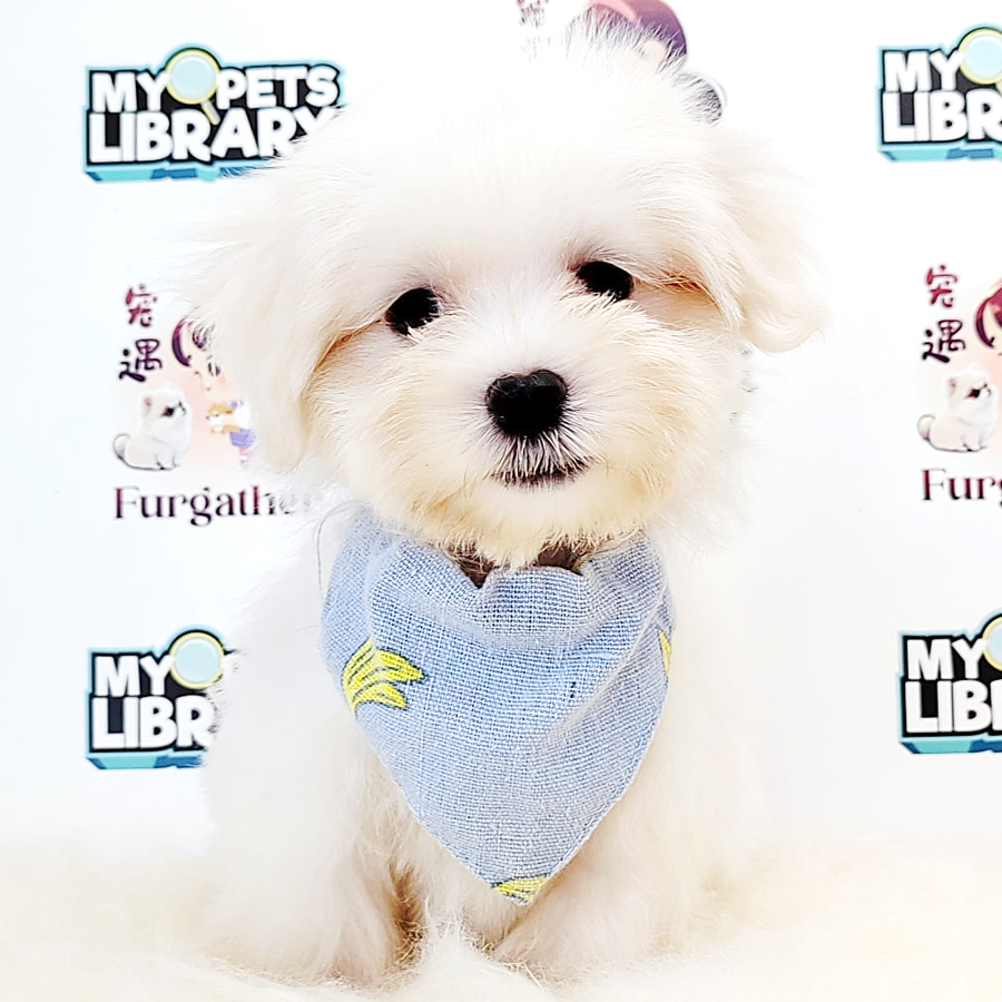 Tiny Maltese Puppy (Male) For Sale