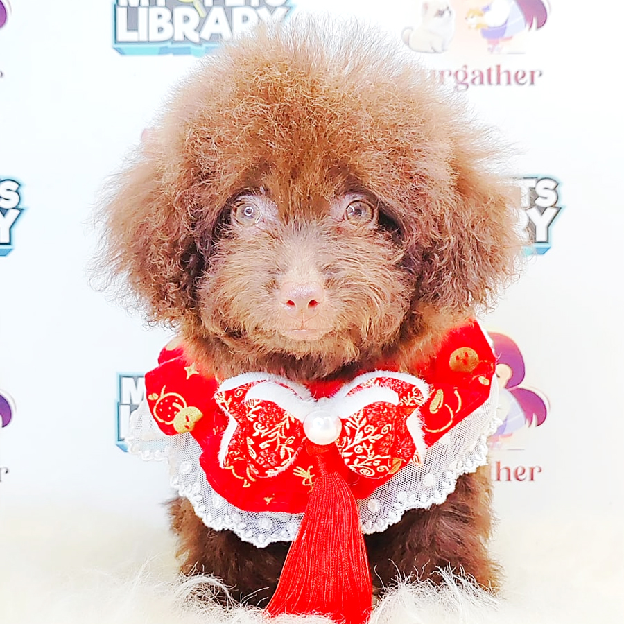 Tiny Toy Poodle Puppy (Female) For Sale