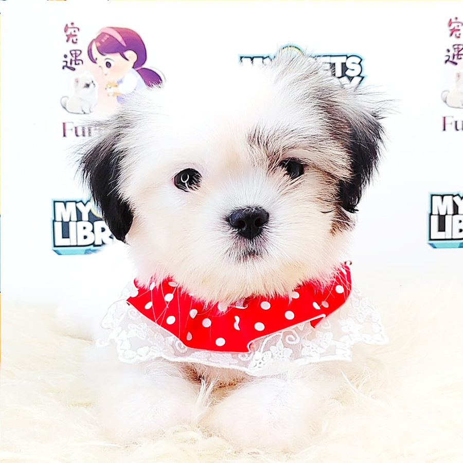 Shih Tzu Puppy (Male) For Sale