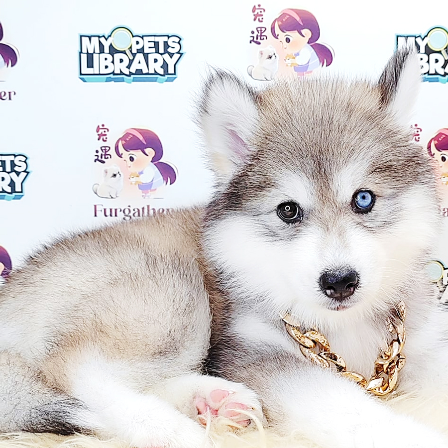 Alaskan Husky Puppy (Female) For Sale
