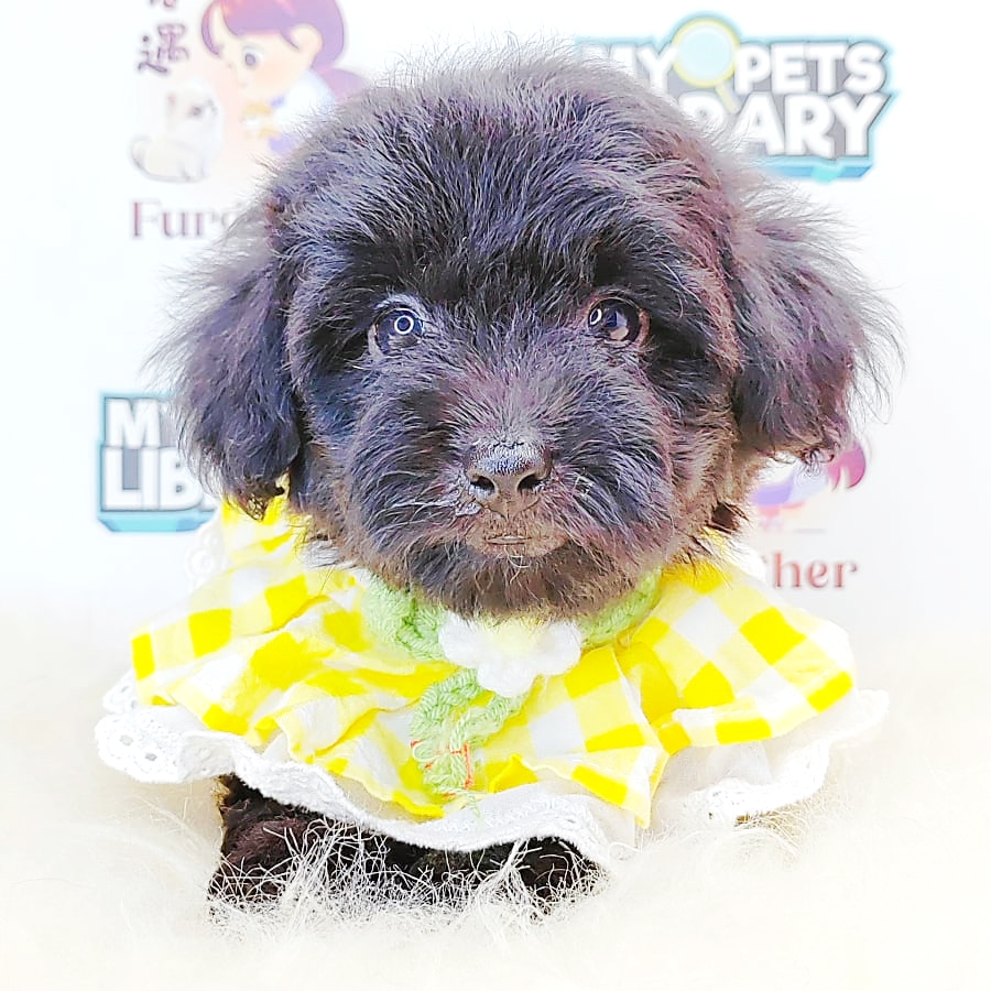 Tiny Toy Poodle Puppy (Female) For Sale
