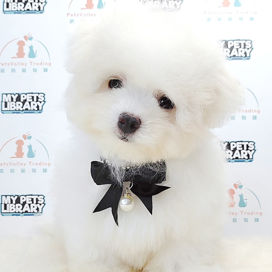 Maltipoo Puppy (Male) For Sale