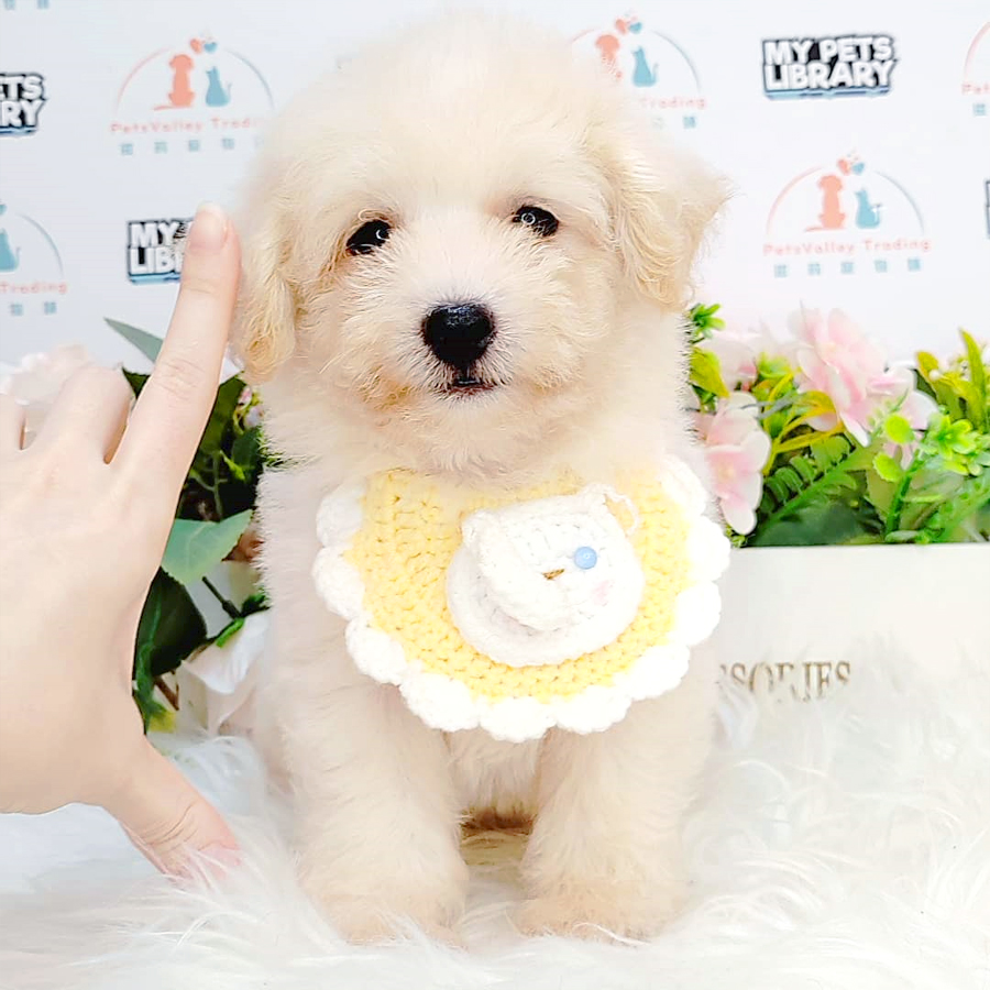 Maltipoo Puppy (Female) For Sale