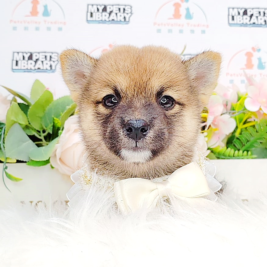 Shiba Inu Puppy (Female) For Sale