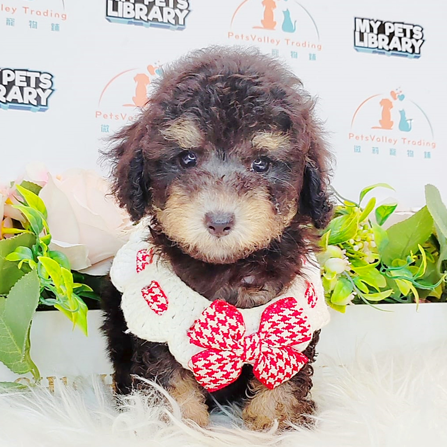 Toy Poodle Puppy (Female) For Sale