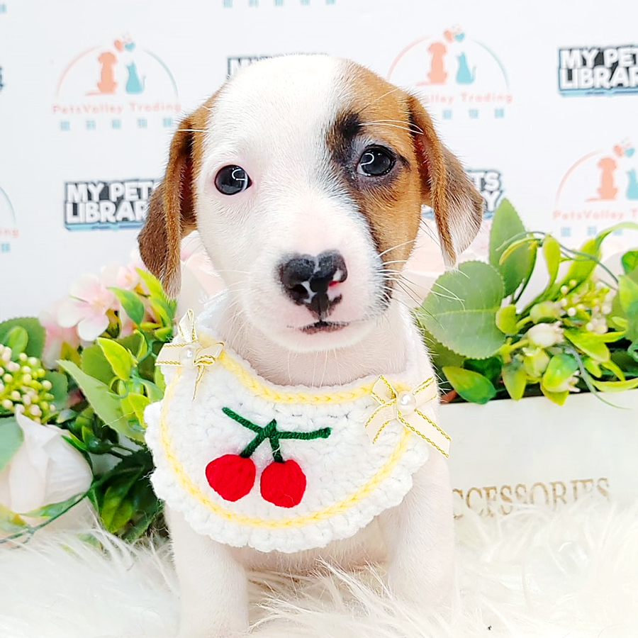 Jack Russell Puppy (Male) For Sale
