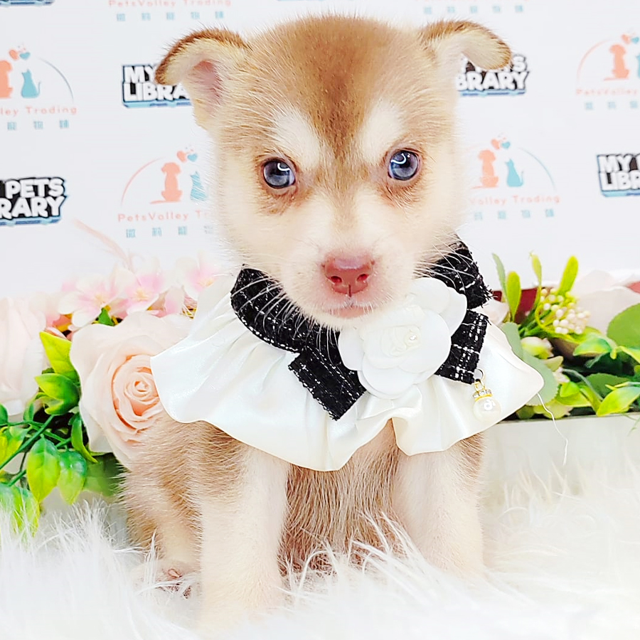 Pomsky Puppy (Male) For Sale