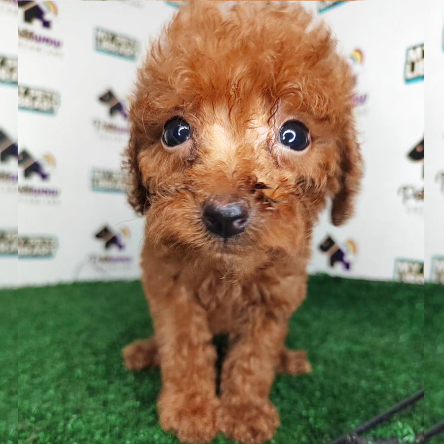 Poodle Puppy (Female) For Sale