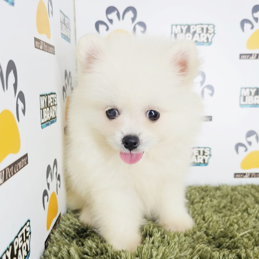 Tiny Pomeranian Puppy (Male) For Sale