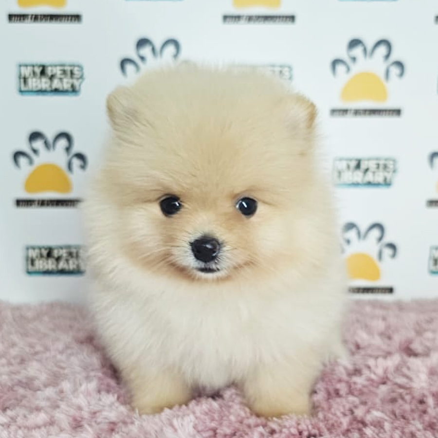 Tiny Pomeranian Puppy (Female) For Sale