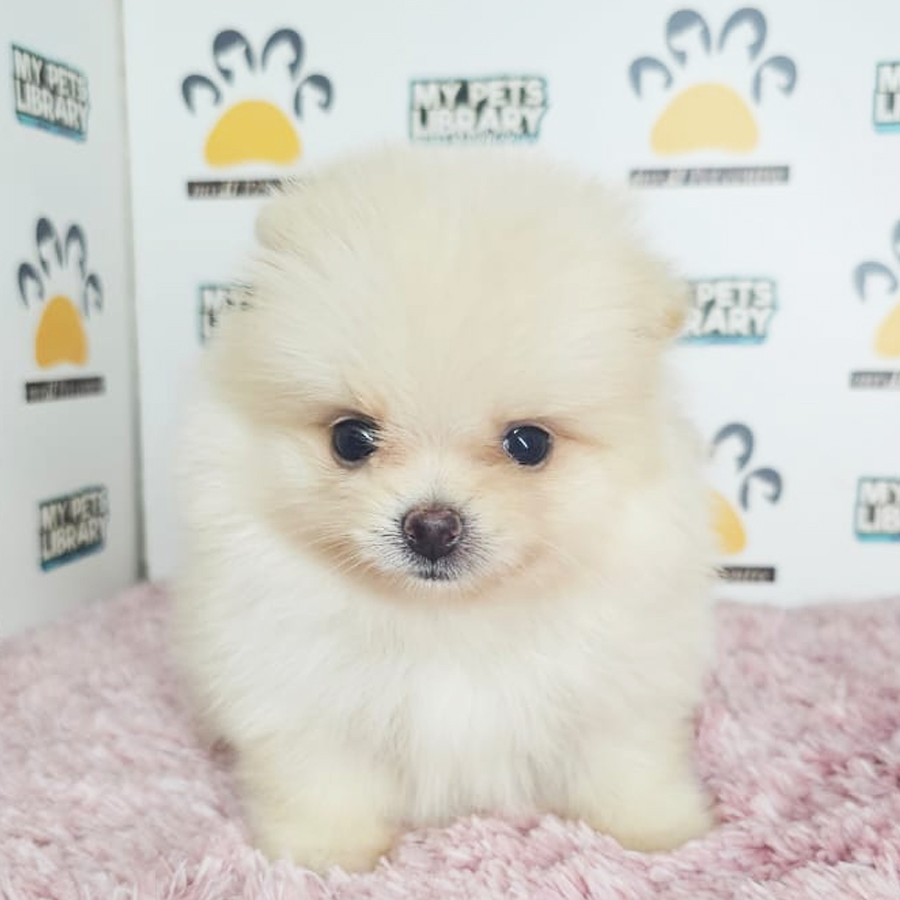 Tiny Pomeranian Puppy (Female) For Sale