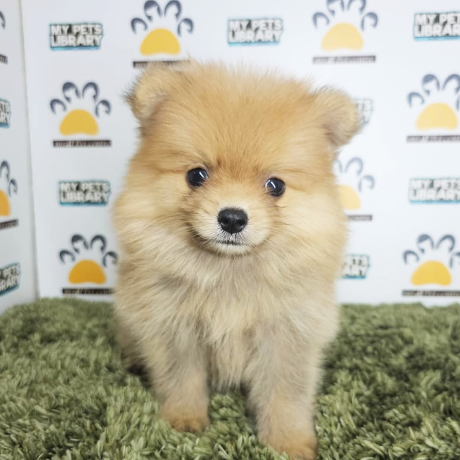 Tiny Pomeranian Puppy (Male) For Sale