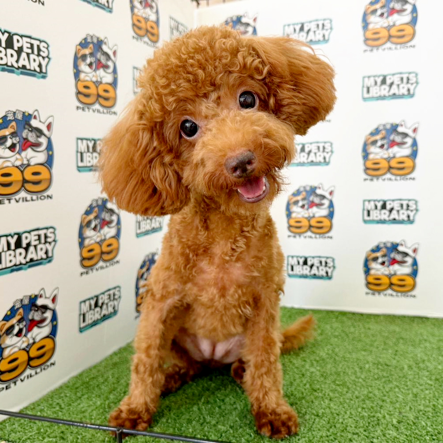 Toy Poodle Puppy (Female) For Sale