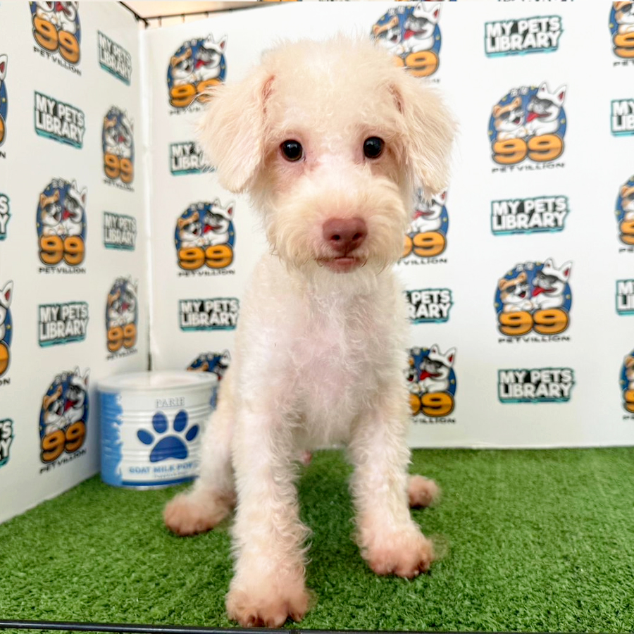 Miniature Poodle Puppy (Male) For Sale