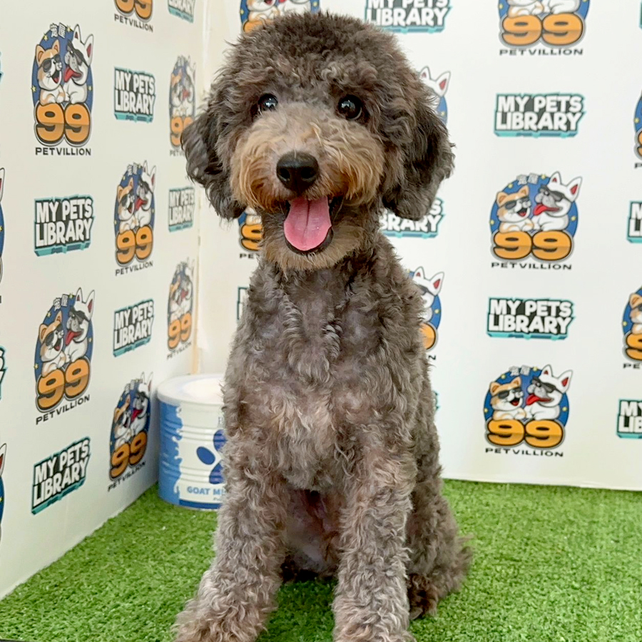 Toy Poodle Puppy (Male) For Sale