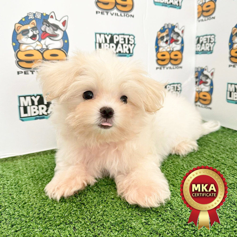 MKA Tiny Maltese Puppy (Male) For Sale