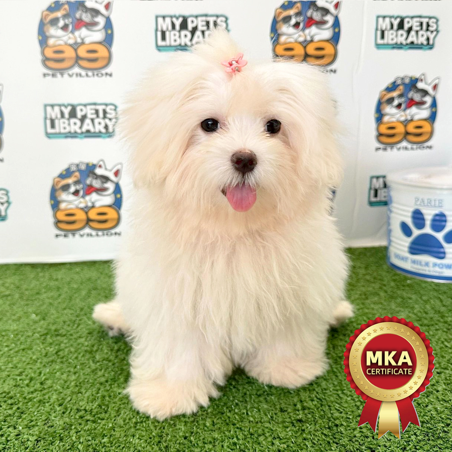 MKA Tiny Maltese Puppy (Female) For Sale