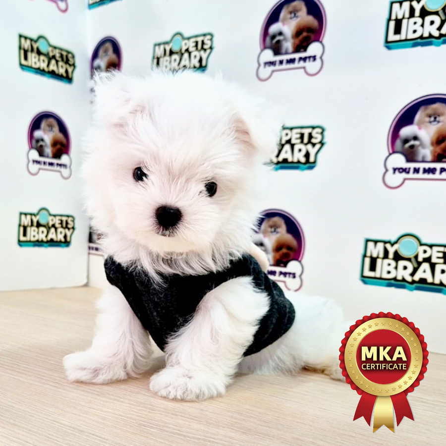 MKA Tiny Maltese Puppy (Female) For Sale