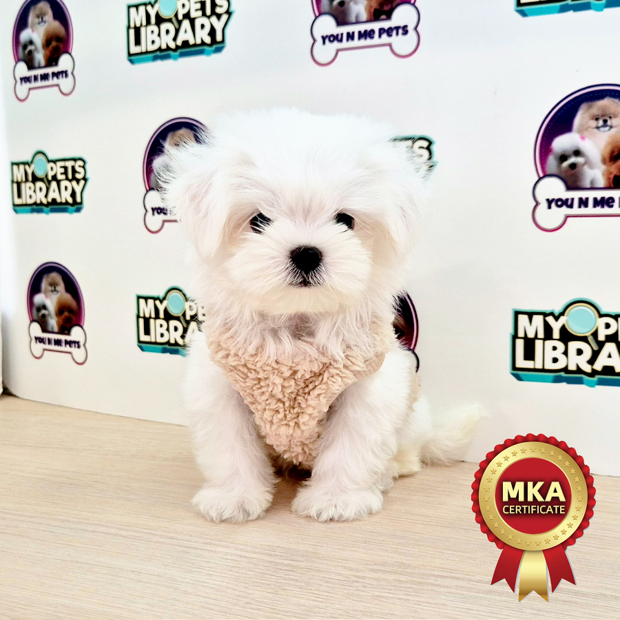 MKA Tiny Maltese Puppy (Male) For Sale