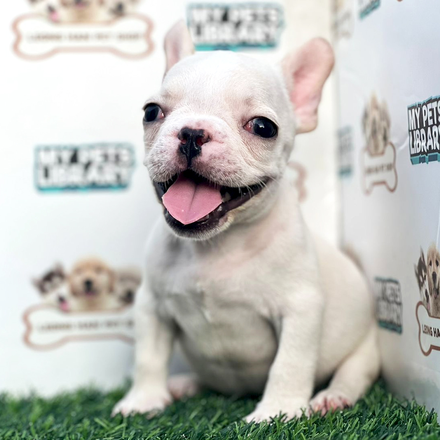 French Bulldog Puppy (Female) For Sale