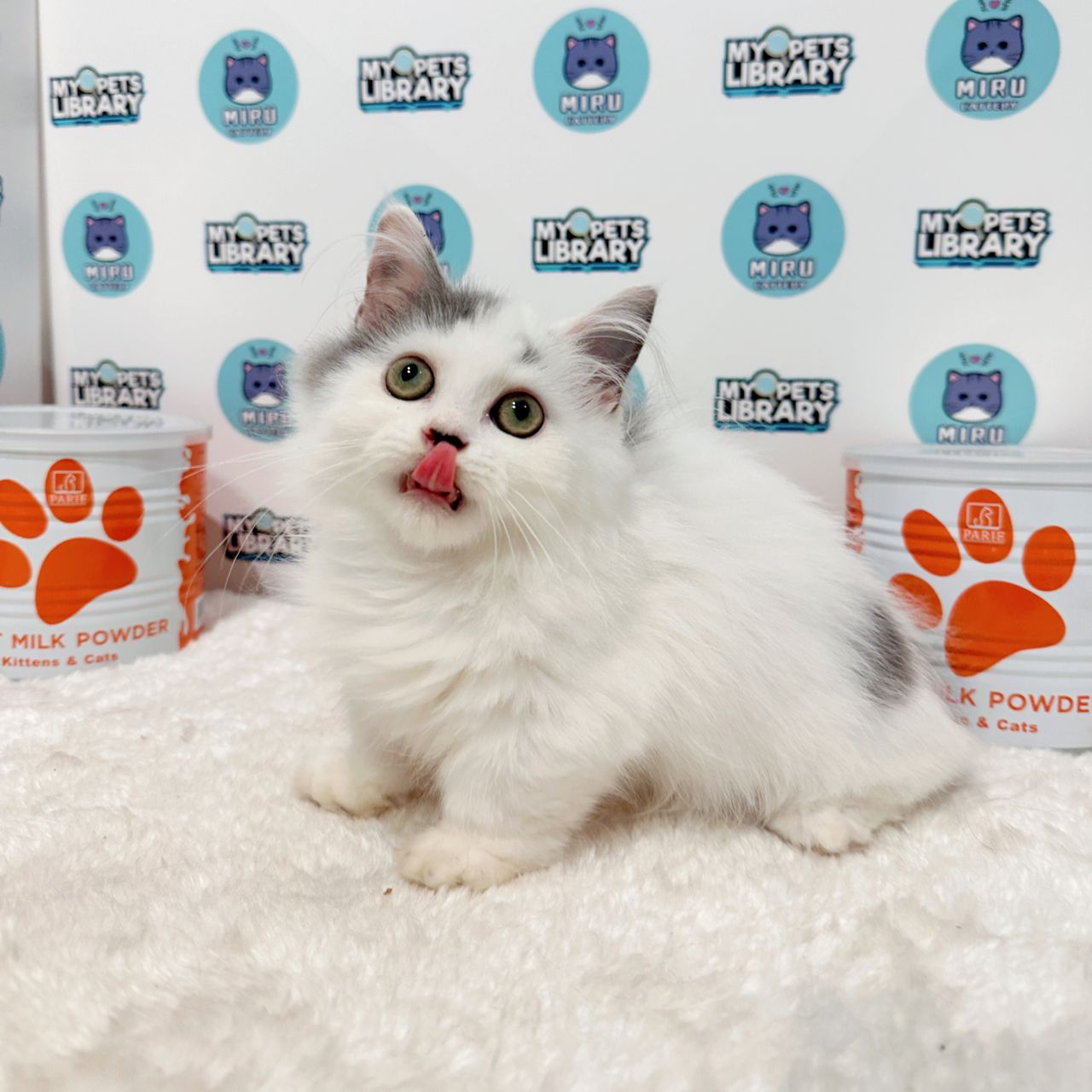 Super Short Munchkin Longhair Kitten (Male) For Sale