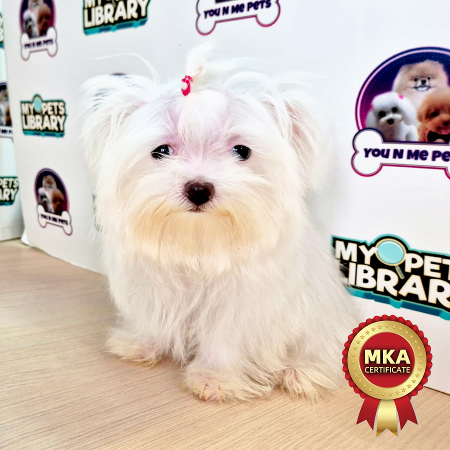 MKA Tiny Maltese Puppy (Female) For Sale