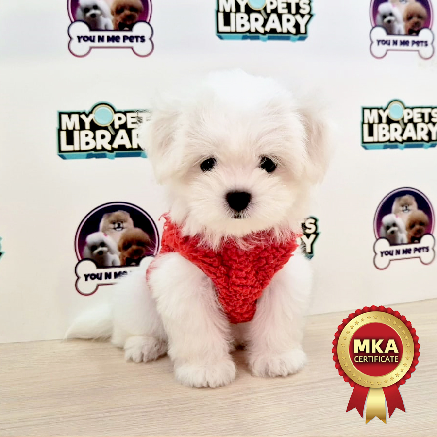 MKA Tiny Maltese Puppy (Female) For Sale