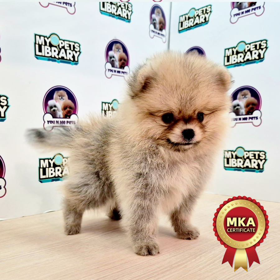 MKA Tiny Pomeranian Puppy (Male) For Sale