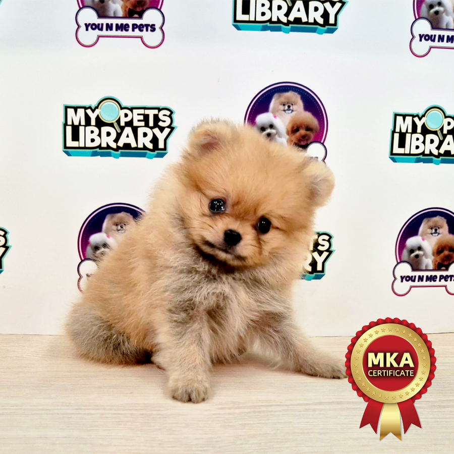 MKA Tiny Pomeranian Puppy (Male) For Sale