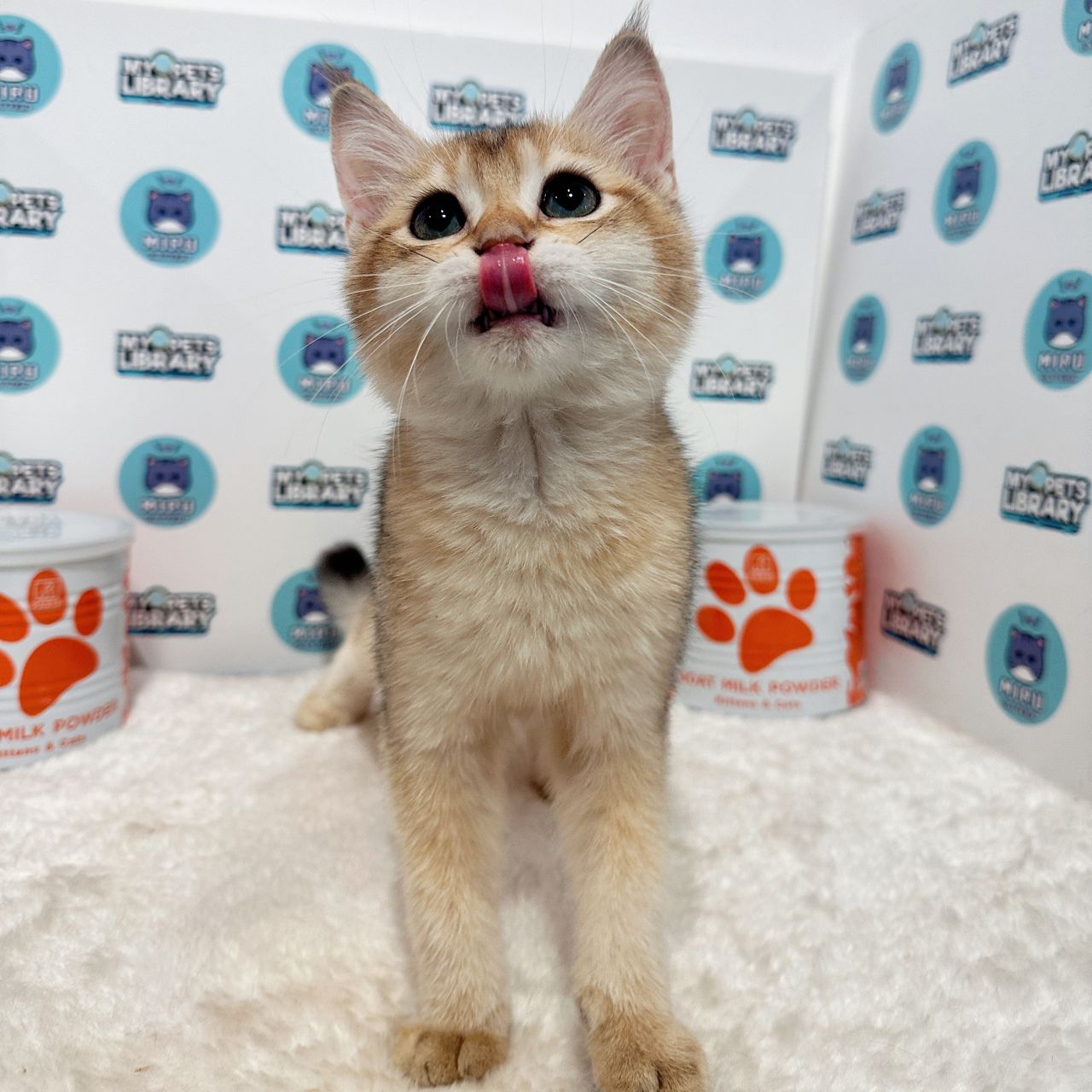 British Shorthair Kitten (Male) For Sale