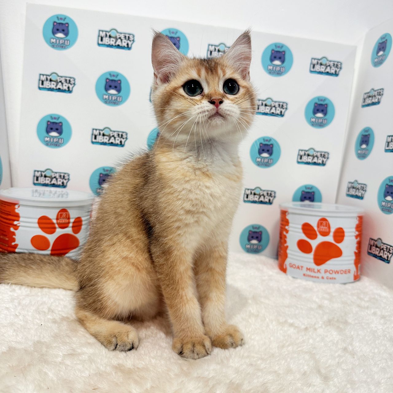 British Shorthair Kitten (Male) For Sale