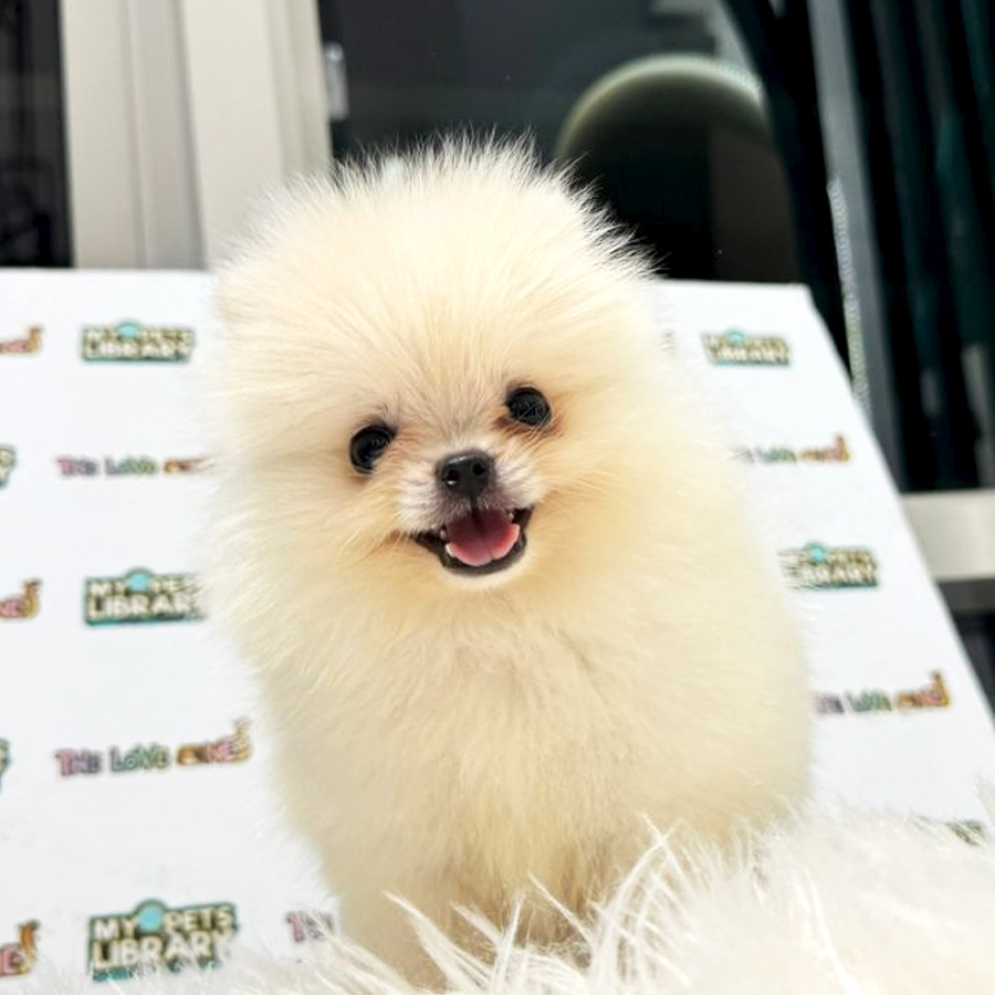 Tiny Pomeranian Puppy (Female) For Sale