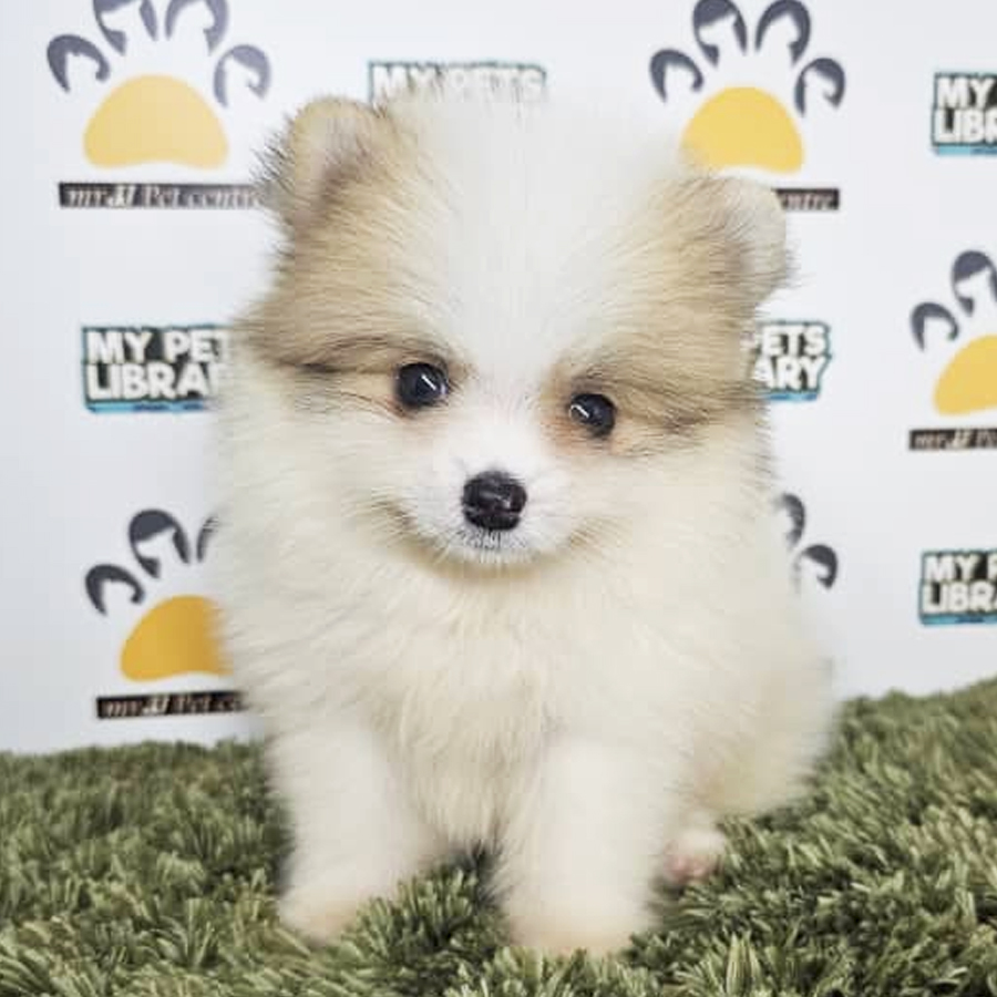 Tiny Pomeranian Puppy (Male) For Sale