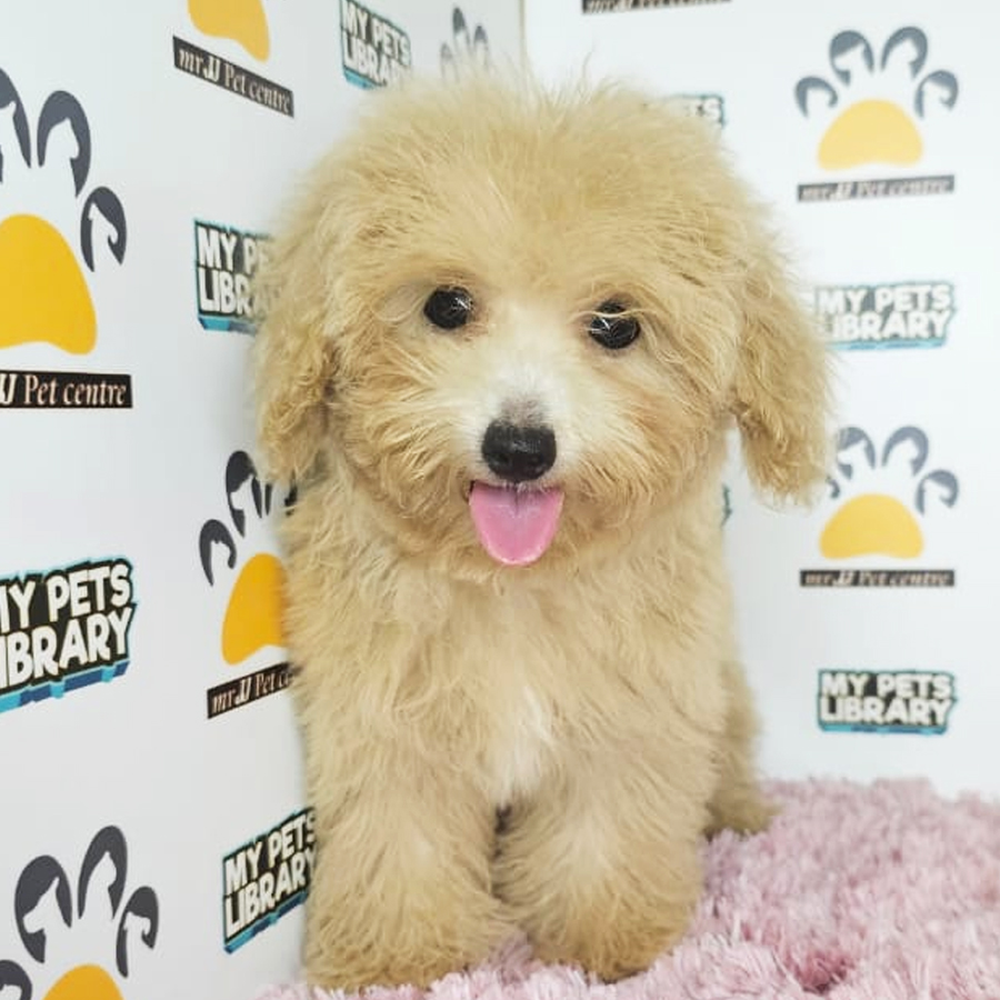 Toy Poodle Puppy (Female) For Sale