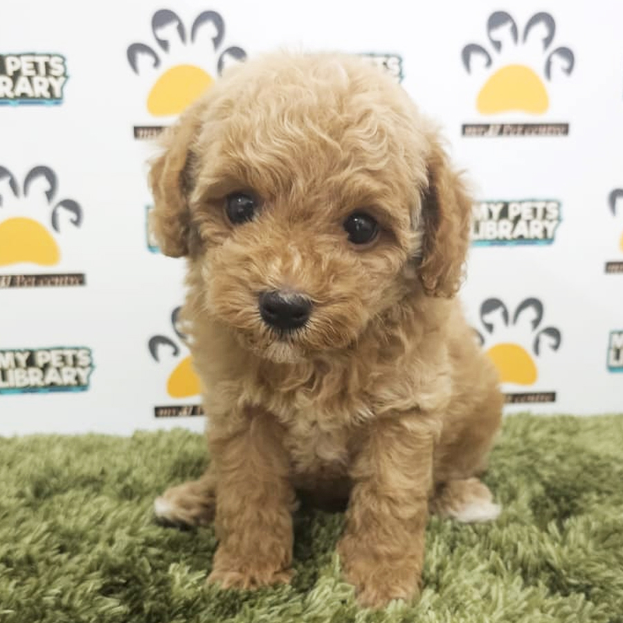 Toy Poodle Puppy (Male) For Sale