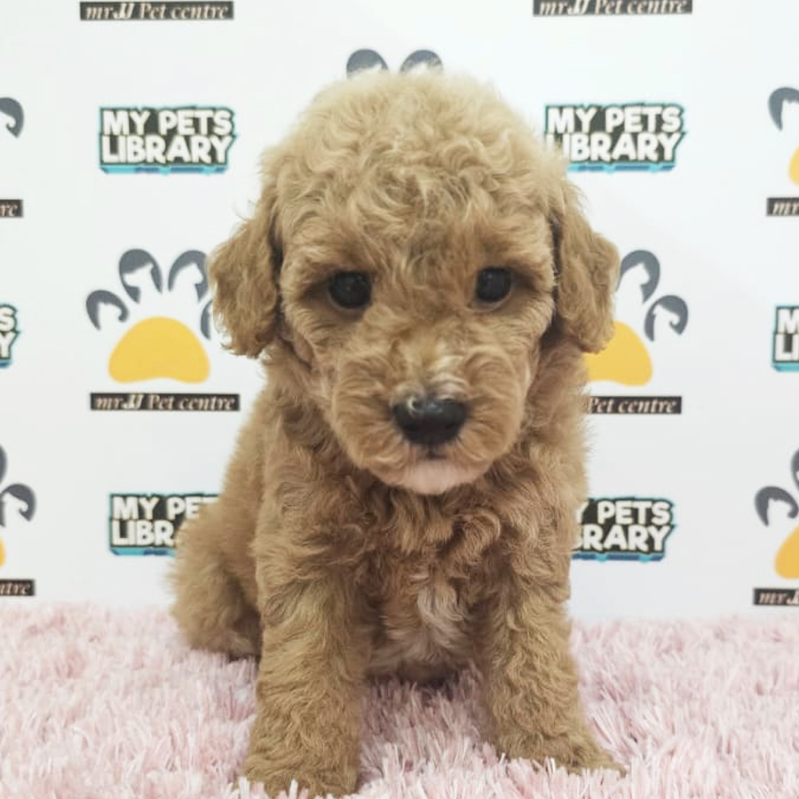 Toy Poodle Puppy (Female) For Sale