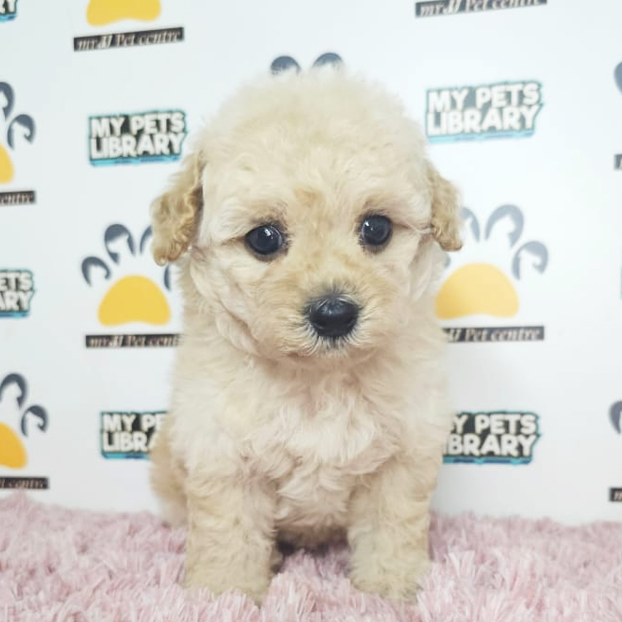 Tiny Poodle Puppy (Female) For Sale
