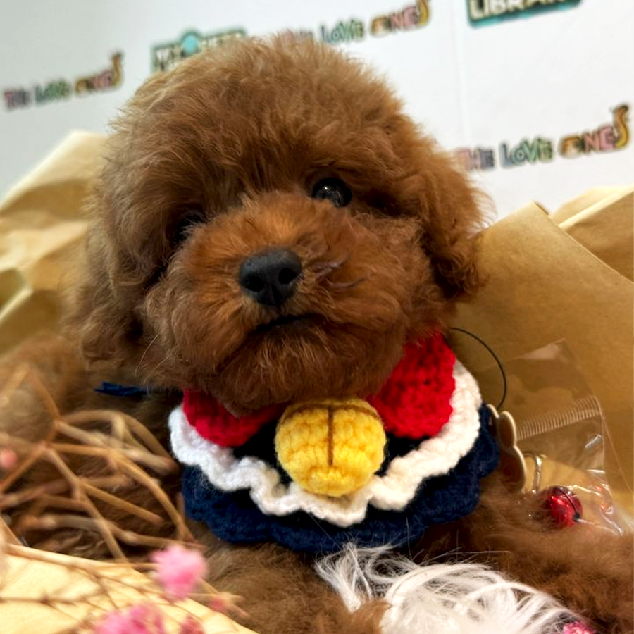 Tiny Toy Poodle Puppy (Female) For Sale