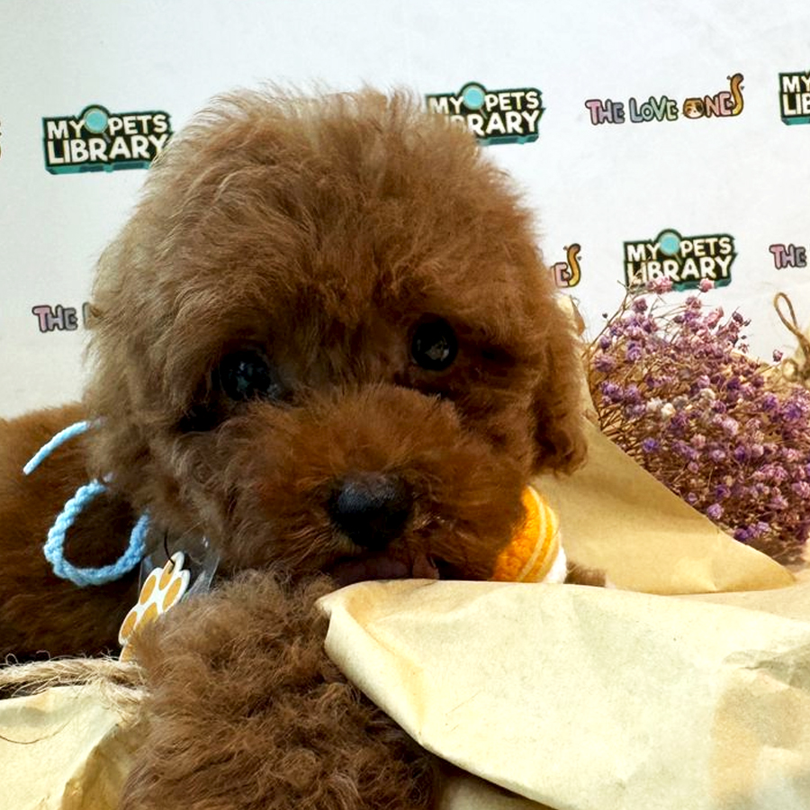 Tiny Toy Poodle Puppy (Male) For Sale