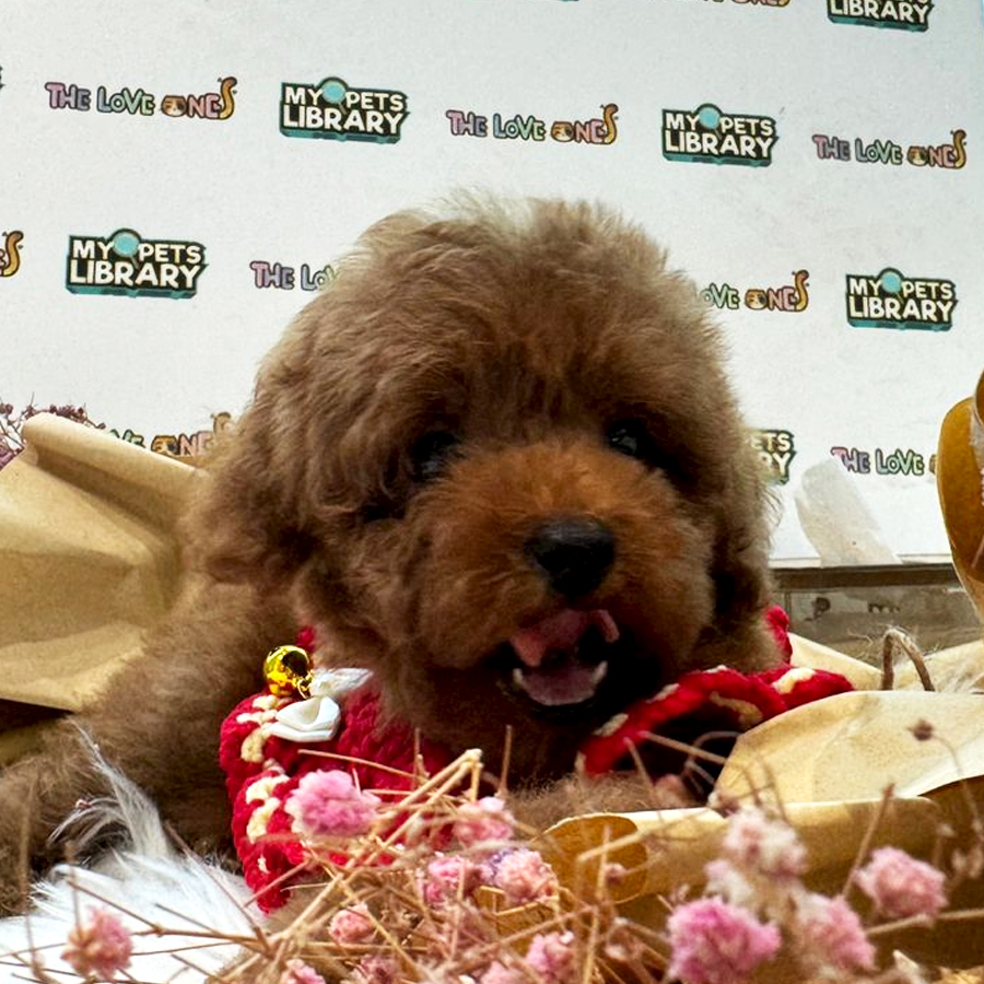 Tiny Toy Poodle Puppy (Female) For Sale