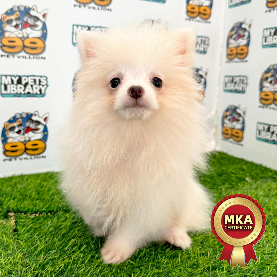 MKA Tiny Pomeranian Puppy (Male) For Sale