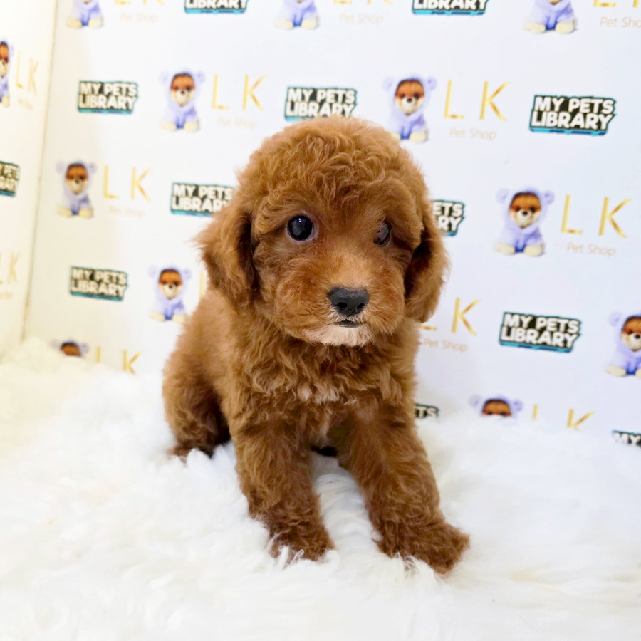Toy Poodle Puppy (Female) For Sale