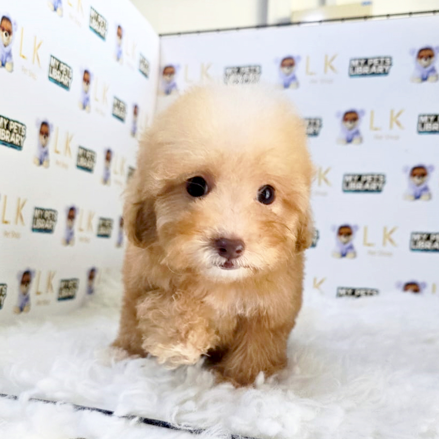 Maltipoo Puppy (Female) For Sale