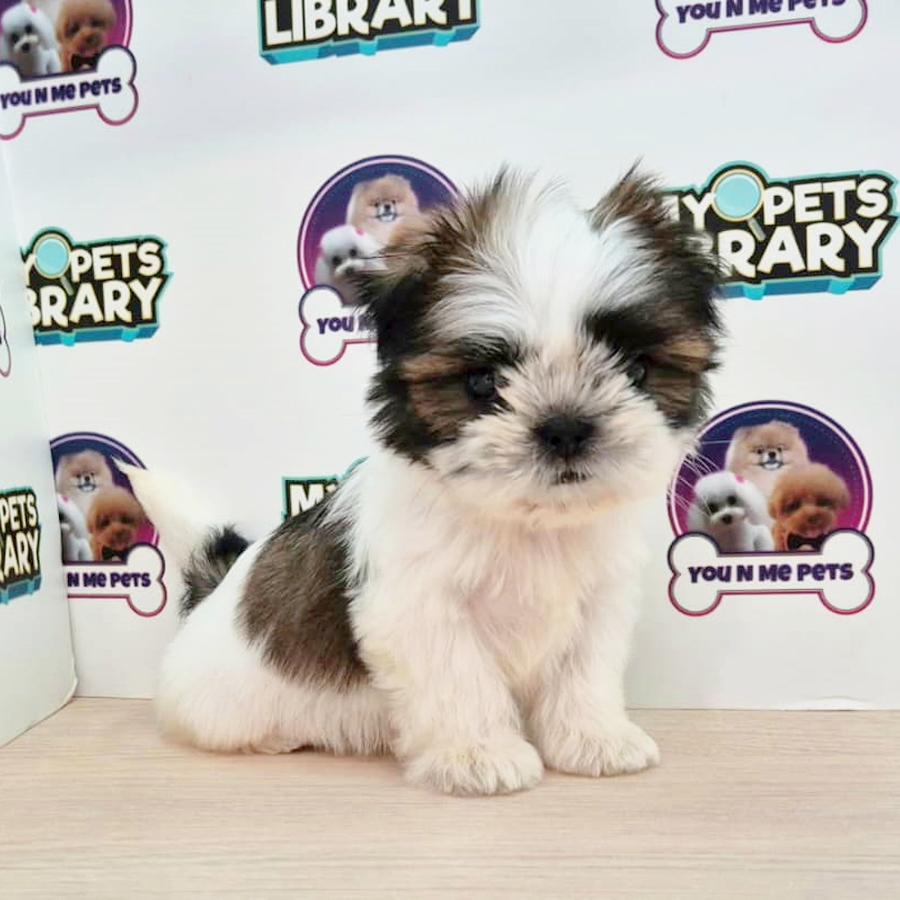 Mini Shih Tzu Puppy (Female) For Sale