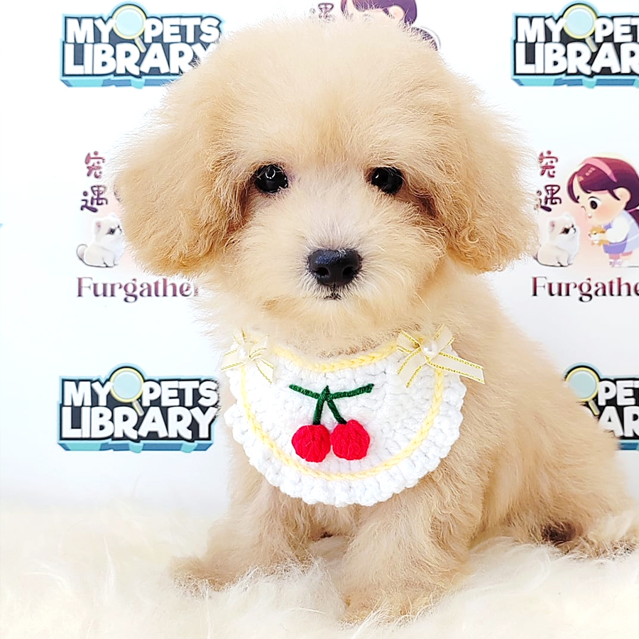 Tiny Toy Poodle Puppy (Female) For Sale