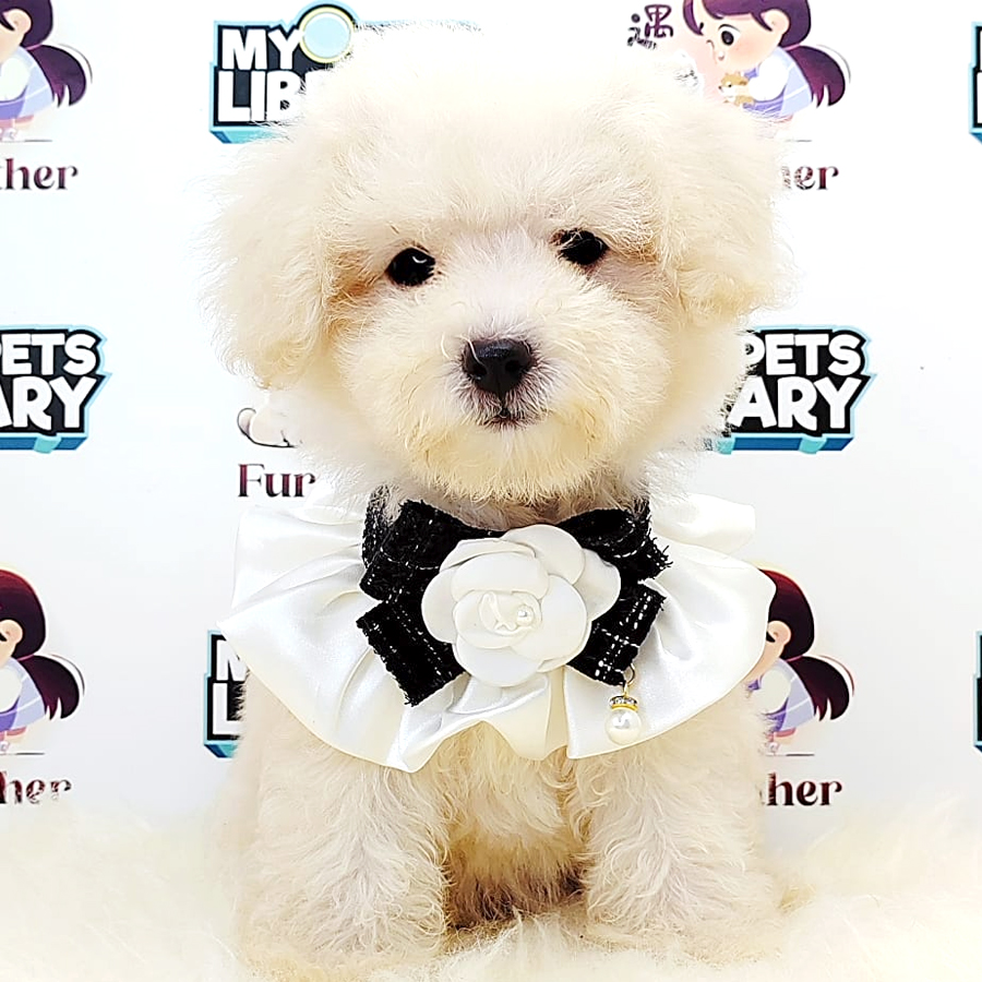 Poodle Puppy (Female) For Sale